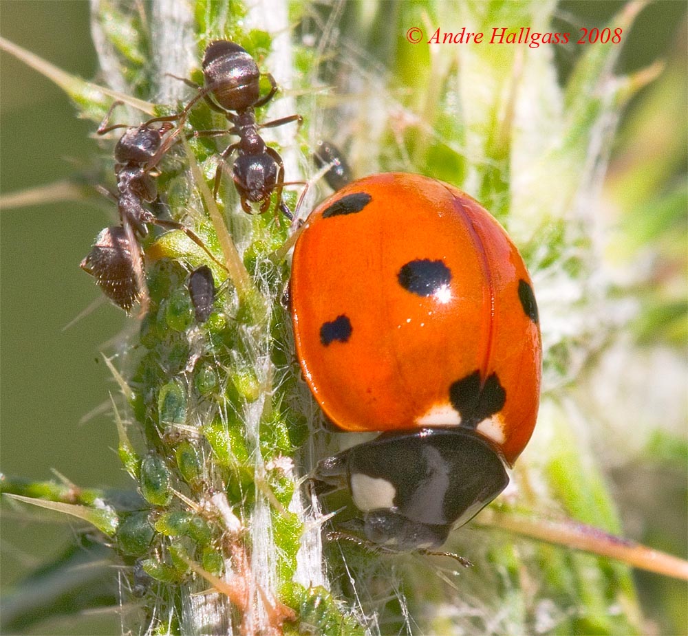 Il pranzo della coccinella